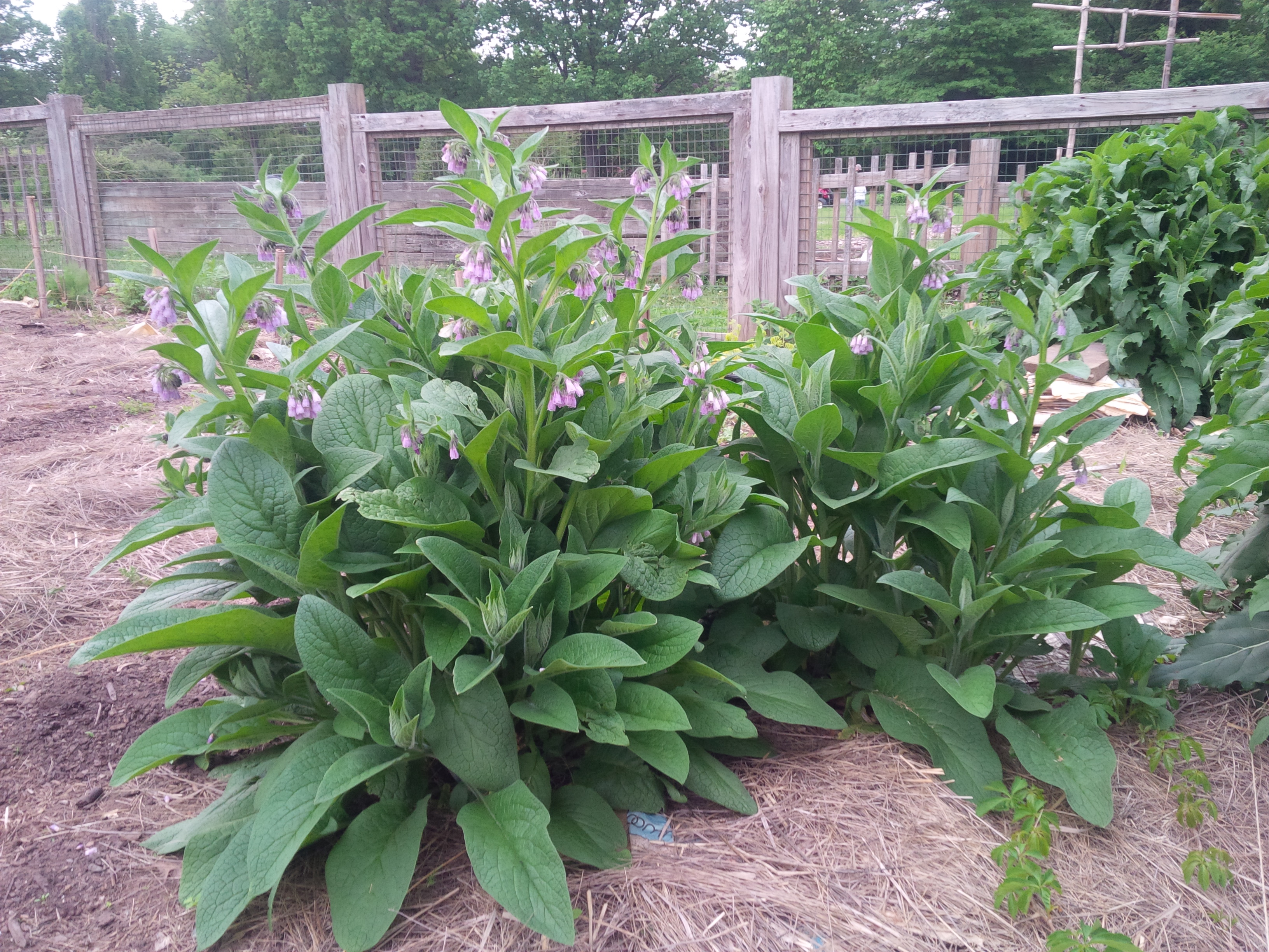 Comfrey