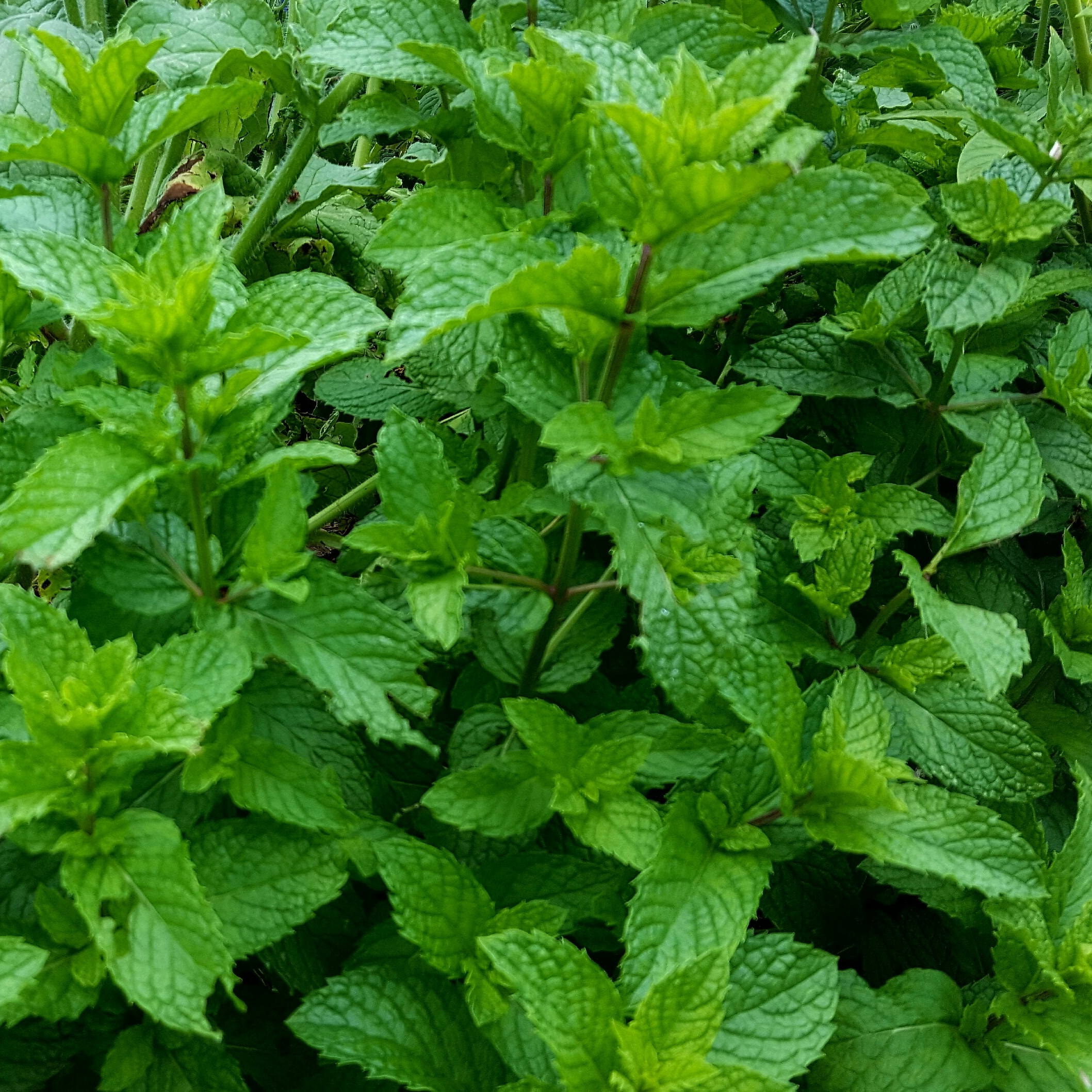 mint-advice-from-the-herb-lady