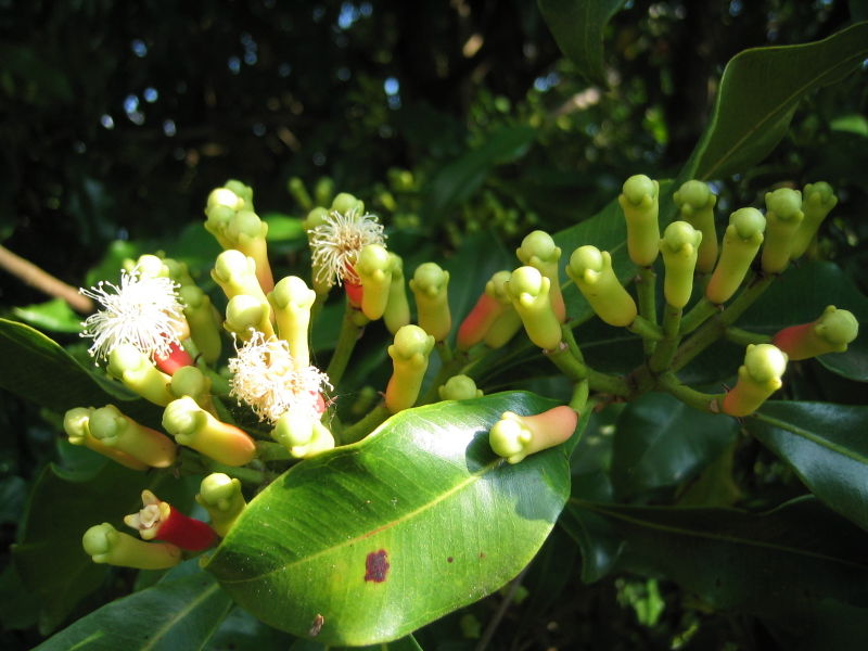 harvesting-cloves-for-cooking-when-to-pick-cloves-in-the-garden