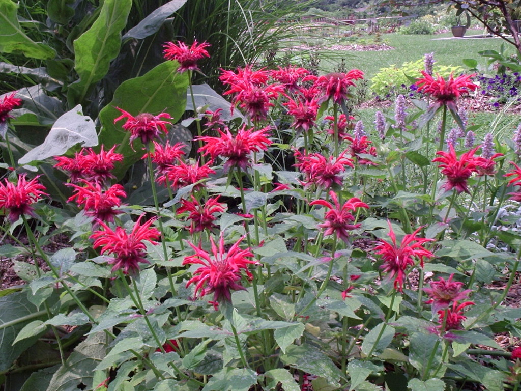 Herbs, Bee Balm