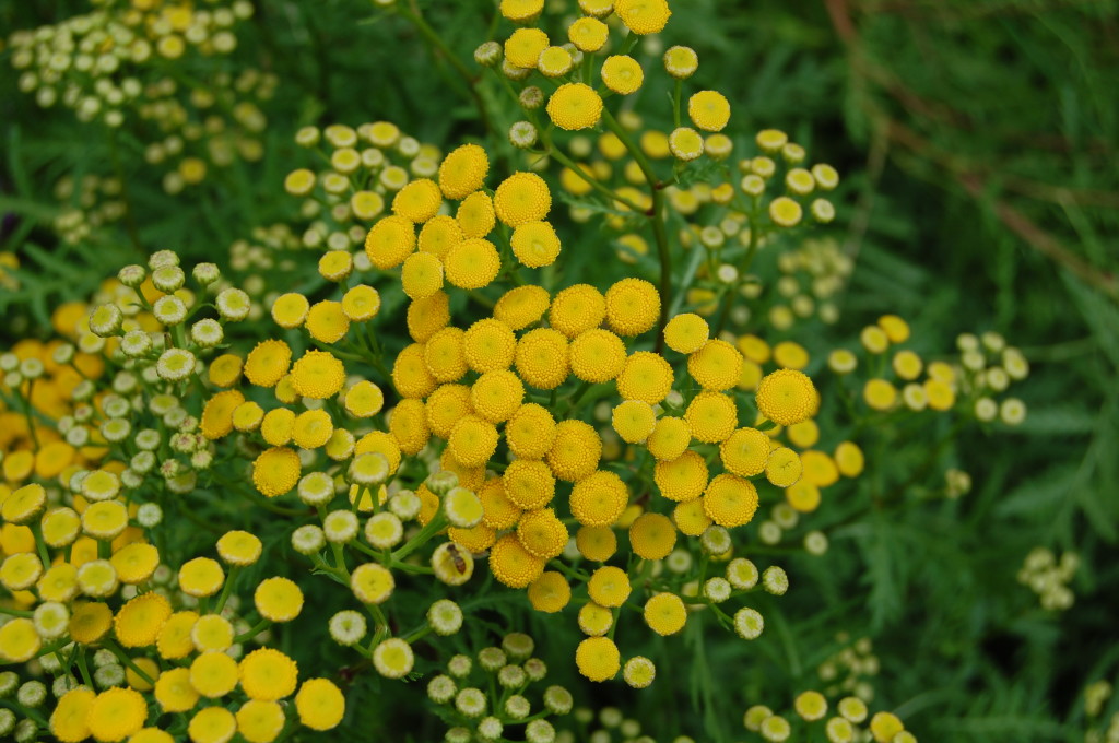 Herbs, Tansy