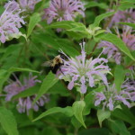 Herbs, Bee Balm
