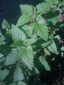 Herbs, Catnip