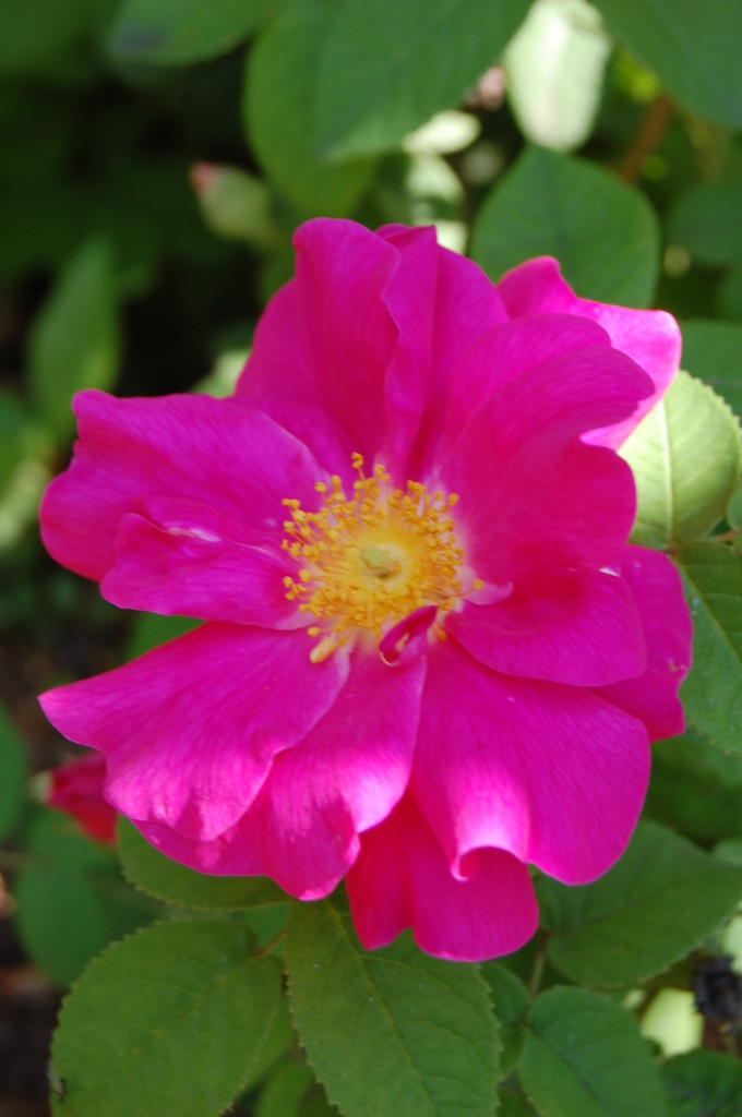 Herbs, Roses, Apothecary's Rose