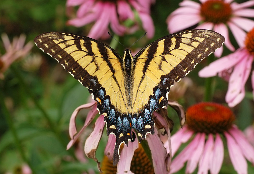 Eastern Toger Swallowtail