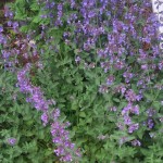 Herbs, Catmint