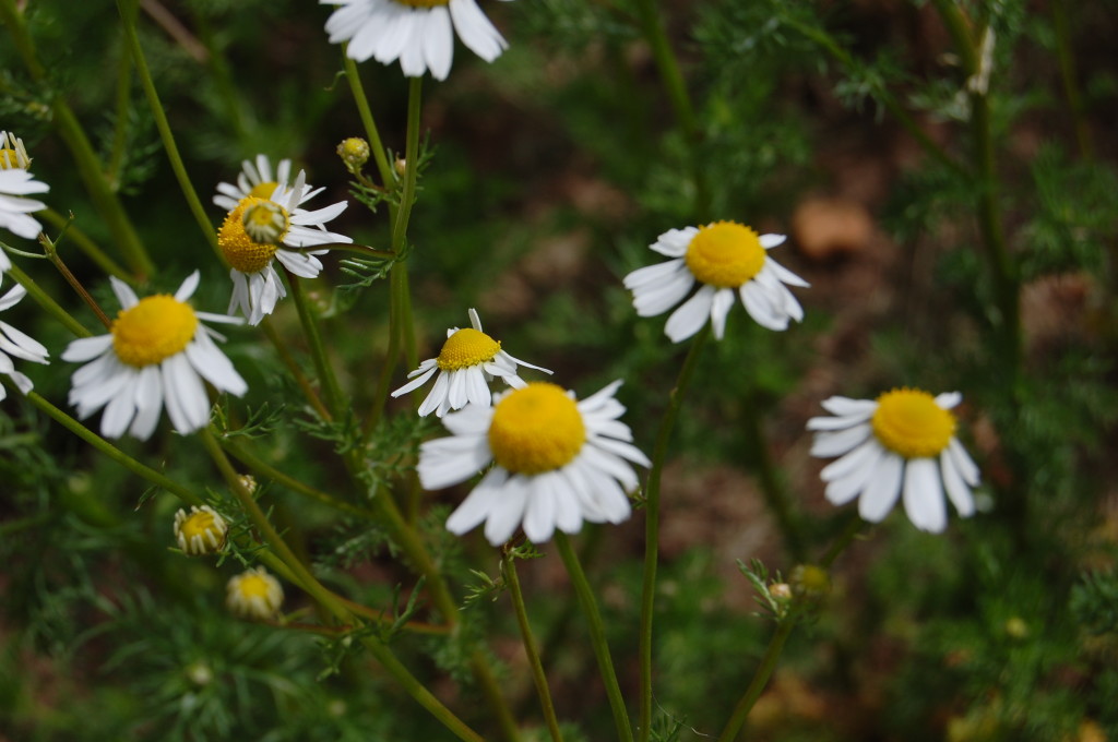 Herbs, Chamomile