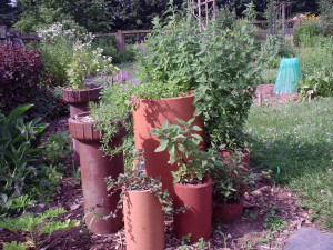 containers, herbs, mints, prostrate rosemary