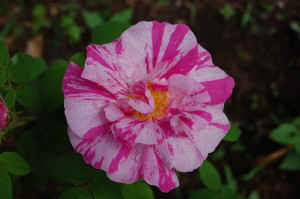 Roses, Rosa mundi