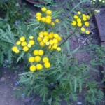 Herbs, Tansy