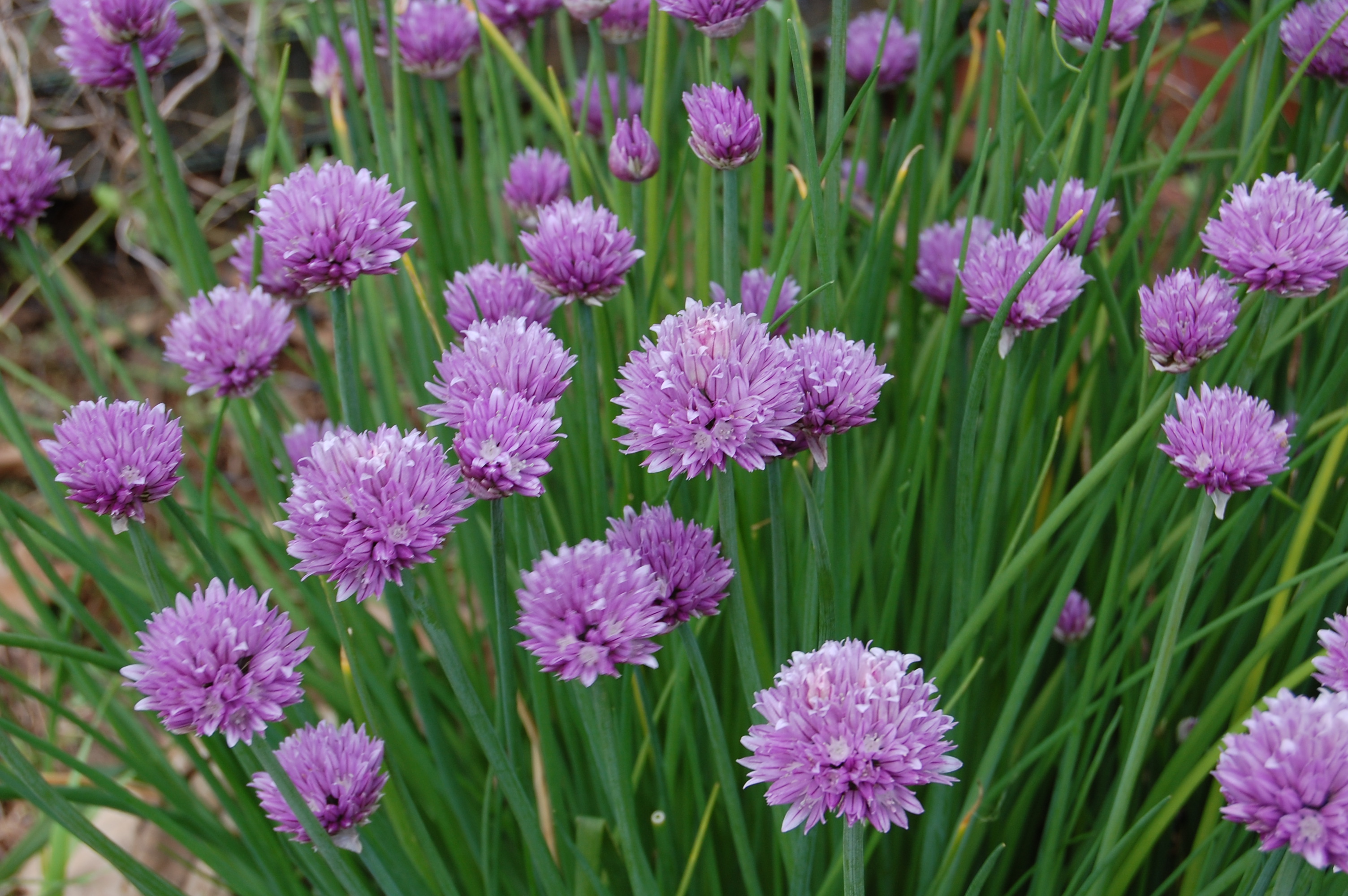 Herbs, Chives