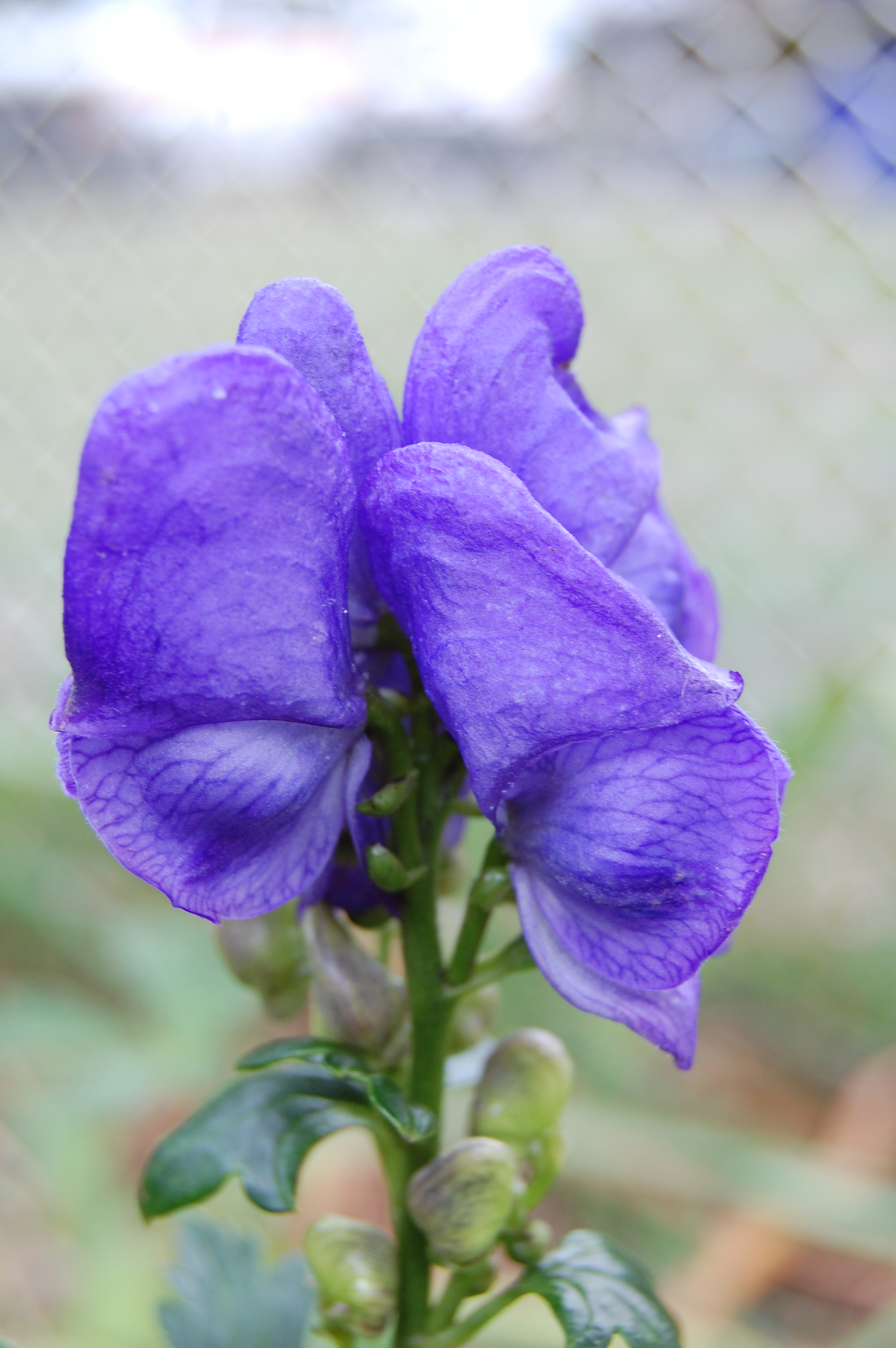 wolfsbane flowers