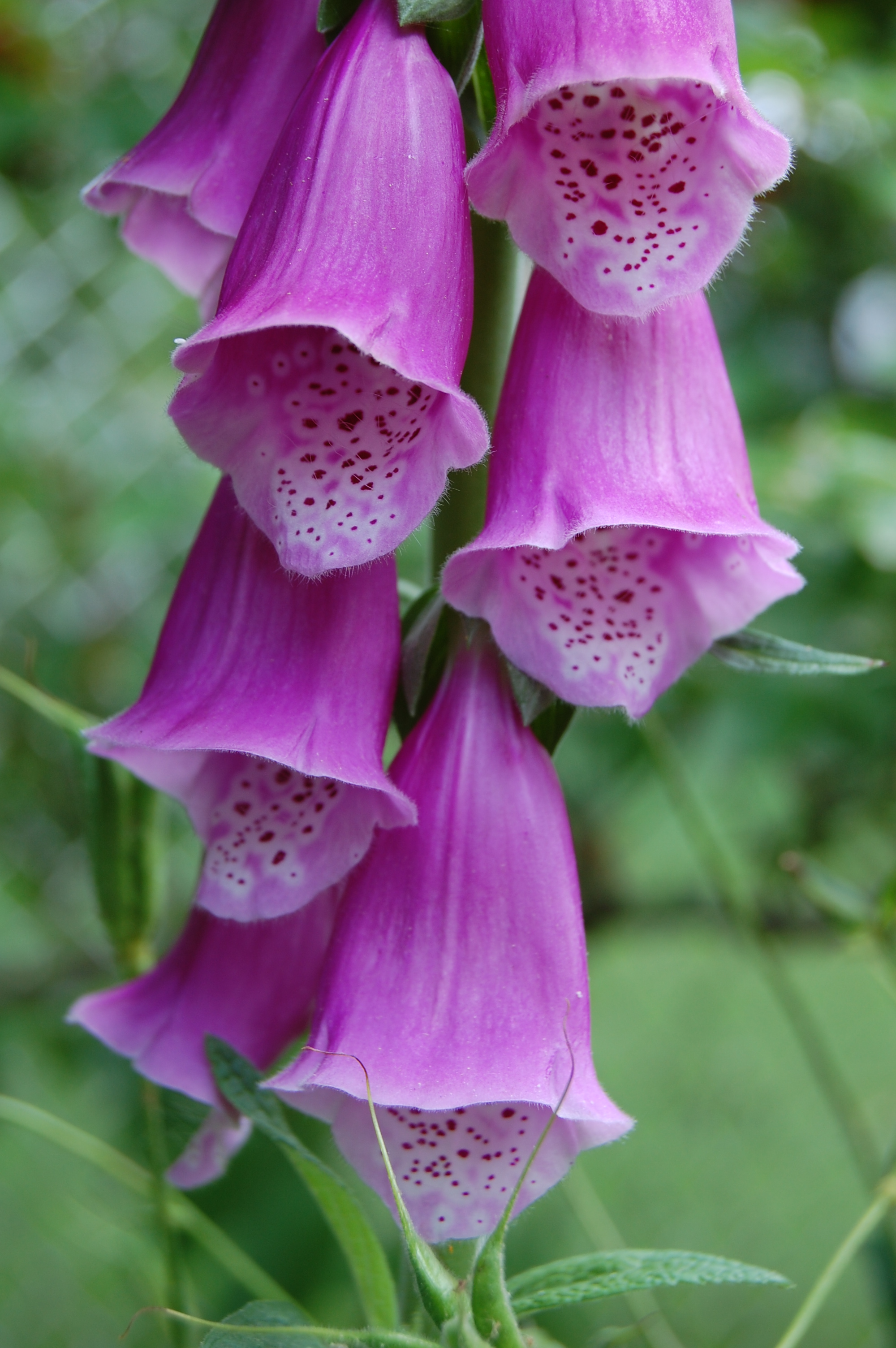 herbs, foxglove