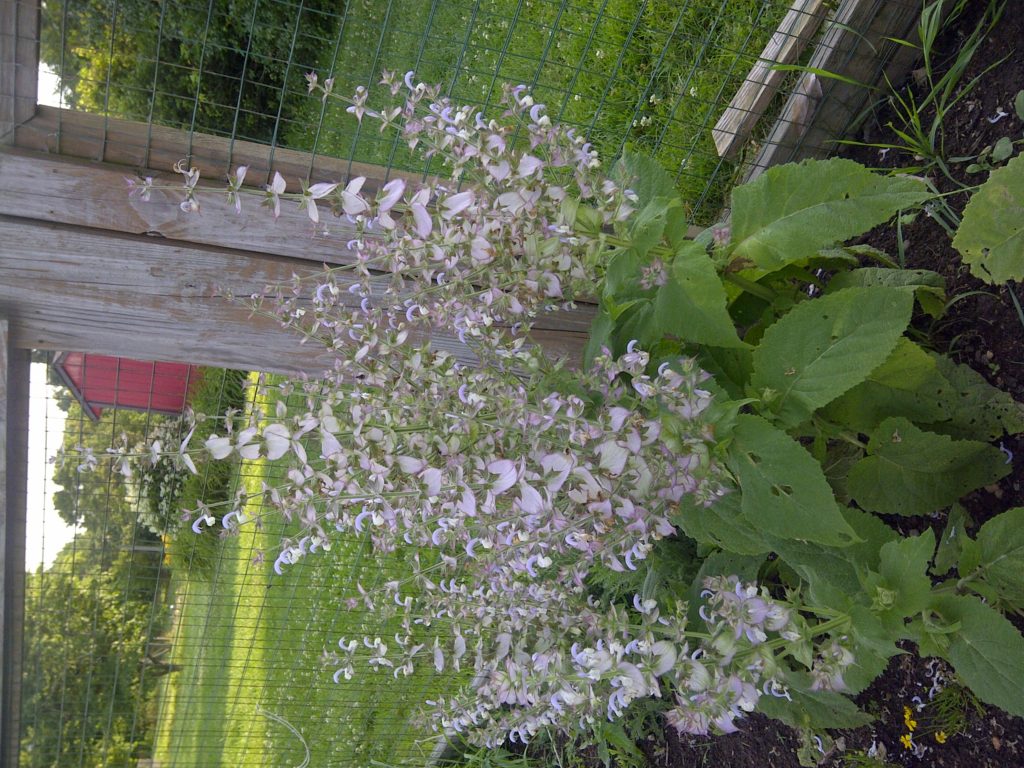 Clary Sage, Herbs