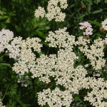 Herbs, Yarrow