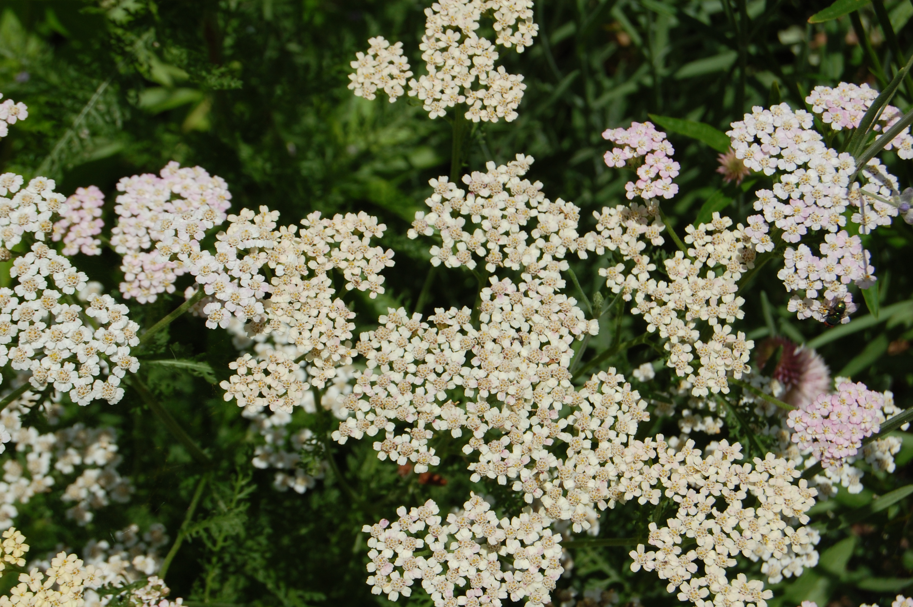 Herbs, Yarrow