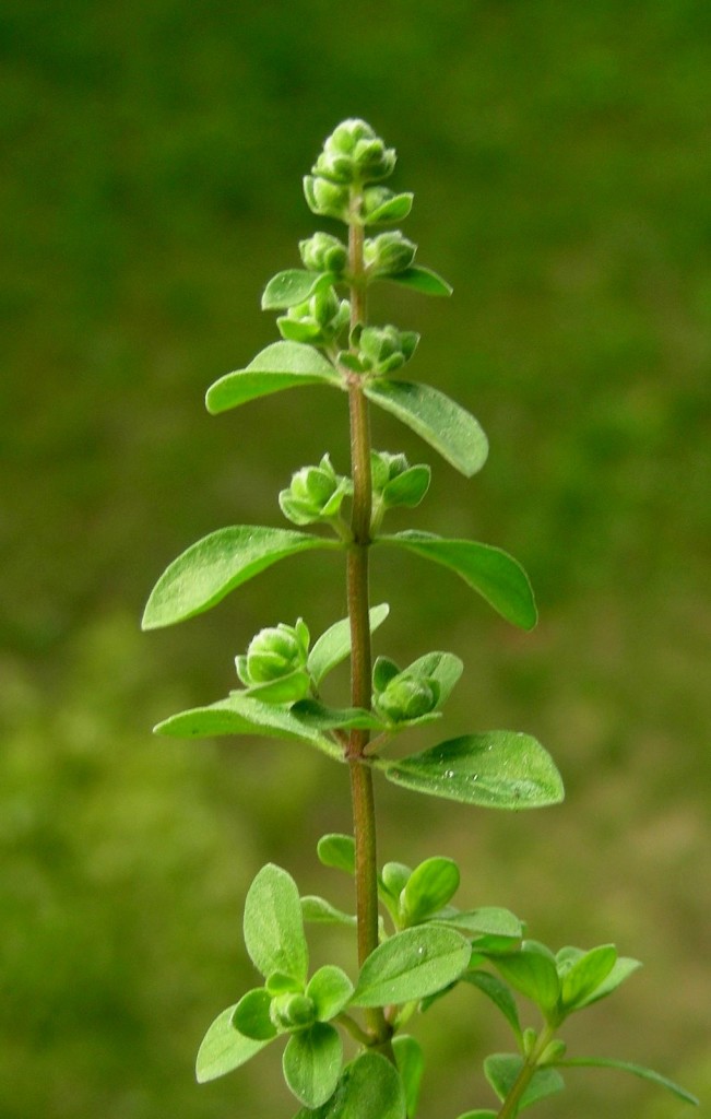 marjoram, herbs