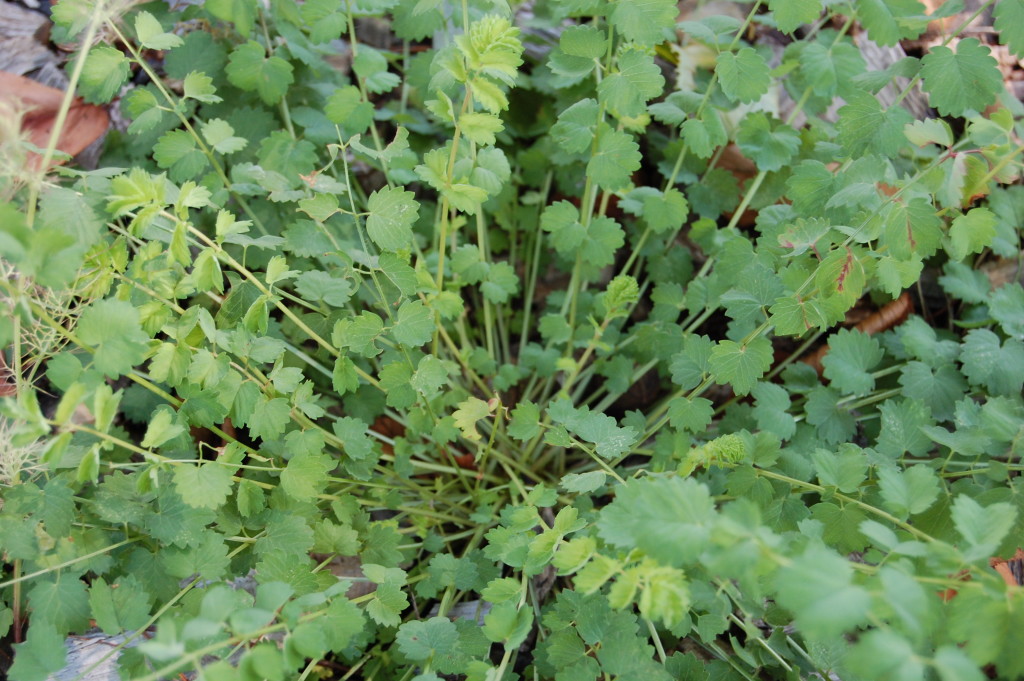 Herbs, Salad Burnet