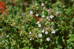Herbs, Thyme