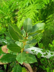 Herbs, Azores Laurel