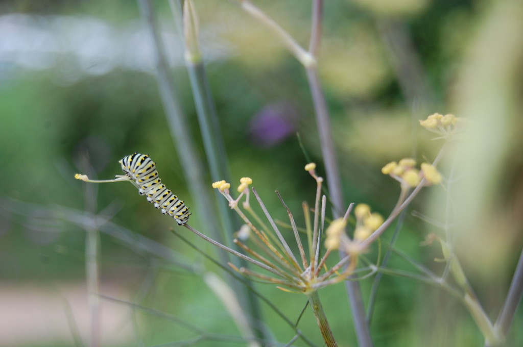swallowtail caterpillar