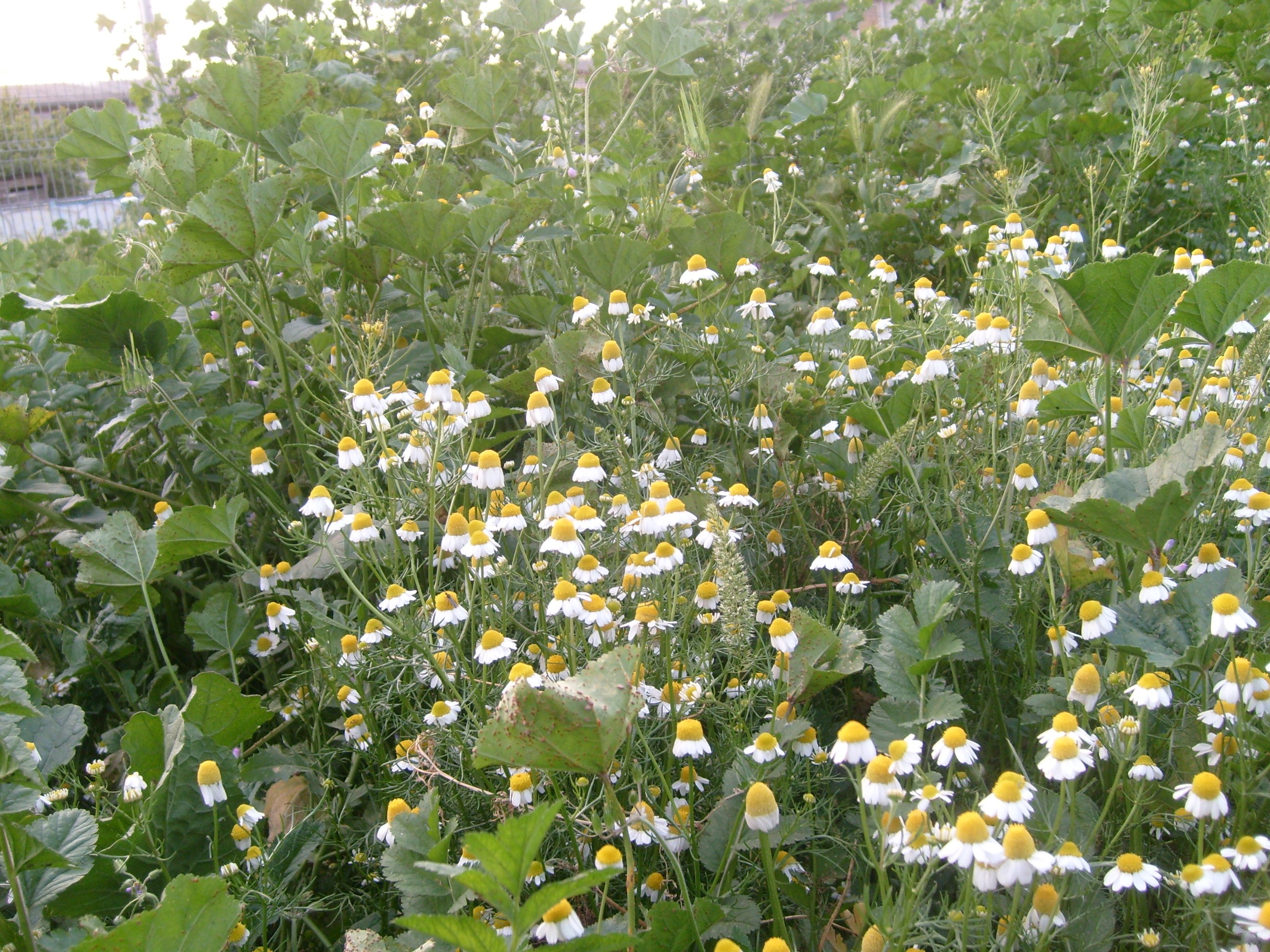 german-chamomile-advice-from-the-herb-lady