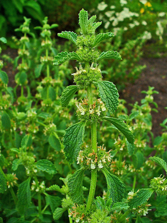 White Horehound Advice From The Herb Lady