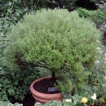 Herbs, Rosemary