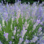 Herbs, Lavender