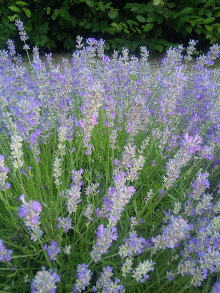 Herbs, Lavender