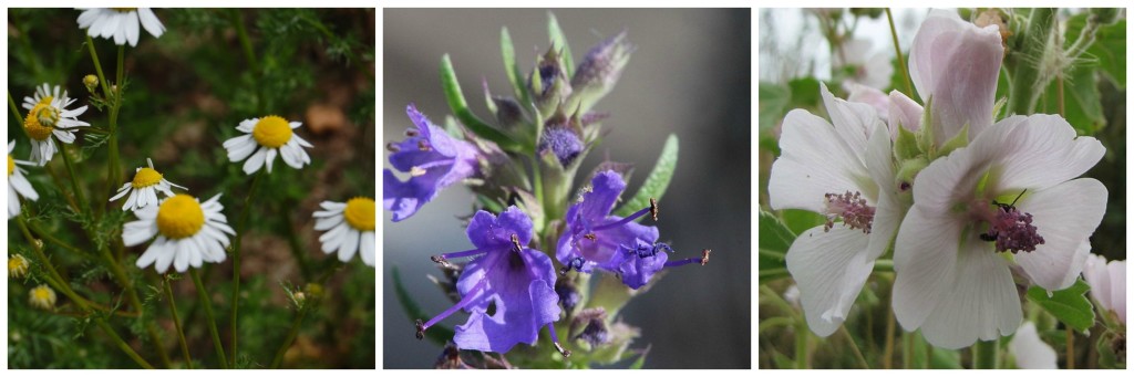 Herbs, Chamomile, Hyssop, Marshmallow