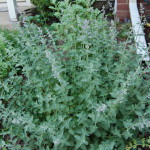 Herbs, Catmint