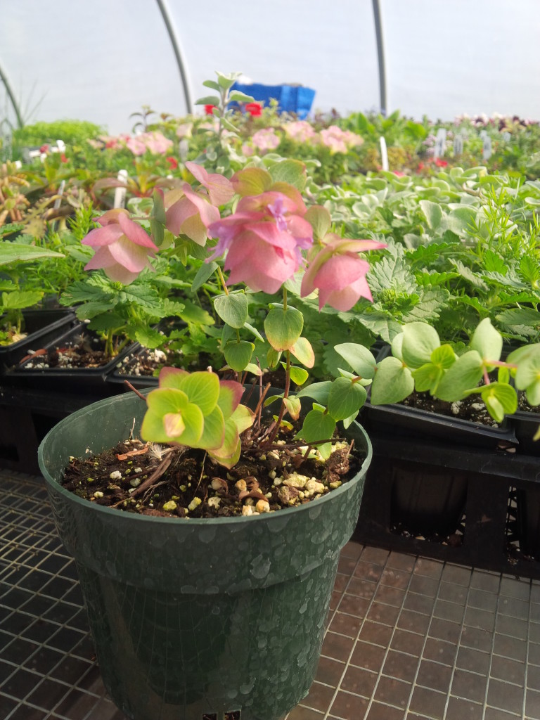 Herbs, Oregano, Kent Beauty Oregano