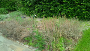 The dead rosemary hedge at Rutgers Gardens before I replaced it.