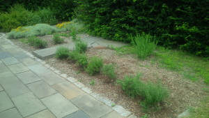 The new rosemary plants, pruned and planted.