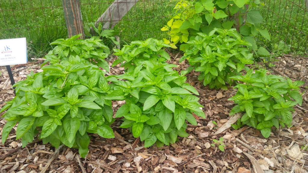 Herbs, Basil, Dolce Fresca