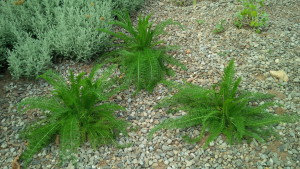 Yarrow Replacements2