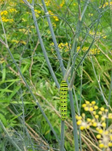 Swallowtail caterpillar on bronze fennel