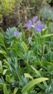 Herbs, Grosso Lavender