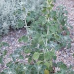 Herbs, White Horehound
