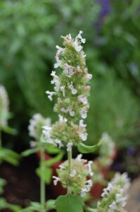 Herbs, Catnip