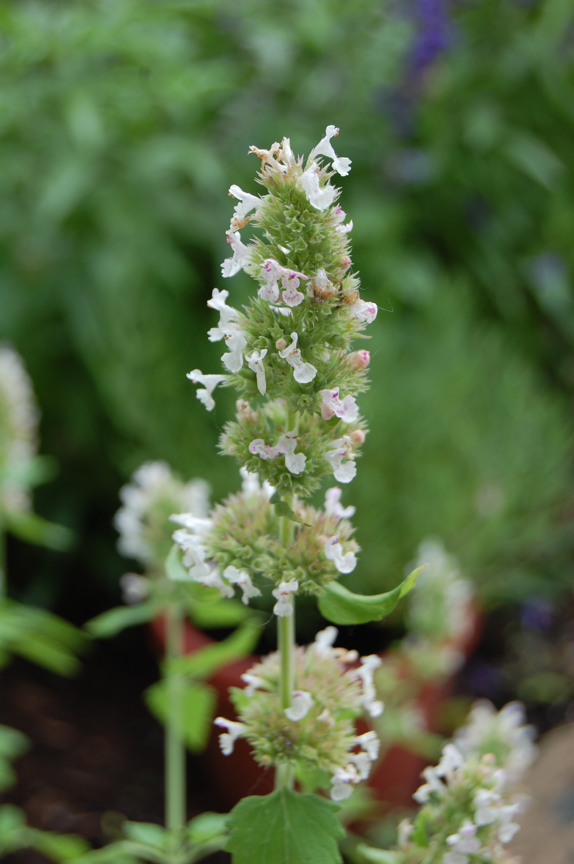 Catnip Plant Flower