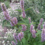 Herbs, Anise Hyssop