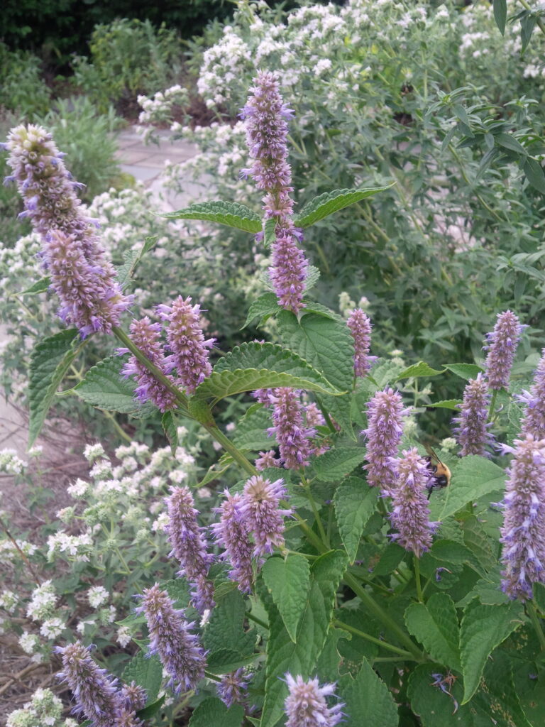 Herbs, Anise Hyssop