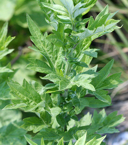 mugwort eating