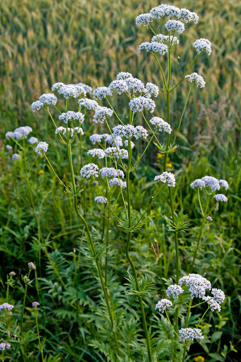 Herbs, Valerian