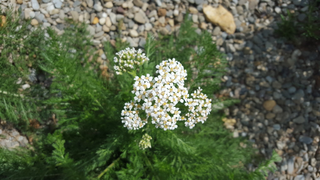Herbs, Yarrow