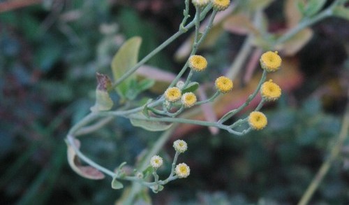 Herbs, Costmary