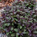Herbs, Purple Sage