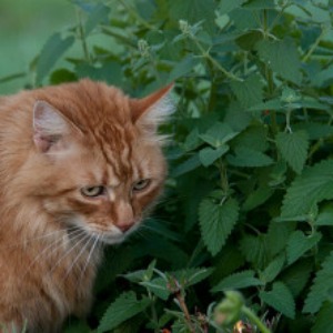 Herbs for a Cat Garden